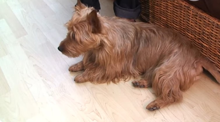 Australian Terrier mix