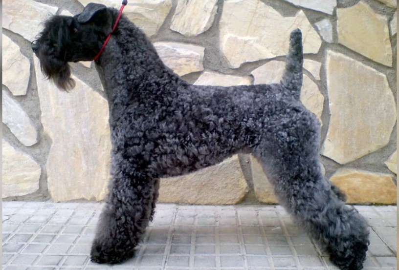 Kerry Blue Terrier cost