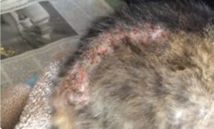 skin Diseases in Cats