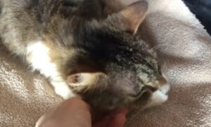 Diseases in Cats and dogs