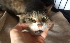 Diseases in Cats symptoms