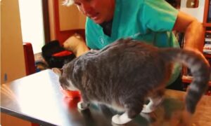 pets universe