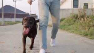 Dogs Hate vinegar