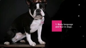Fear in Dogs treatment
