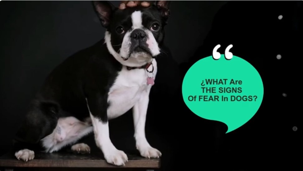 Fear in Dogs signs