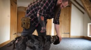 Train Your Dog month