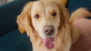 why do Dogs Tilt
