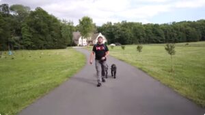 Trained Dog for adoptation