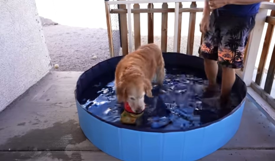 Dog Pool comics