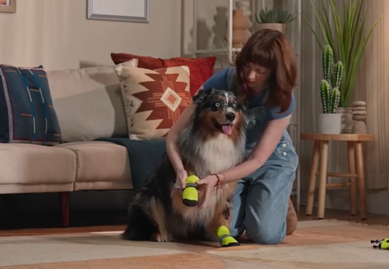 Dog Shoes nearby
