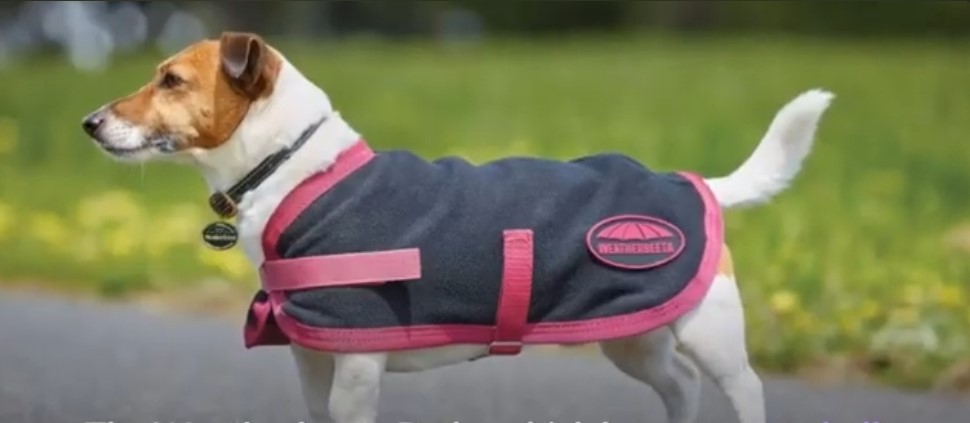Dog Jackets nz