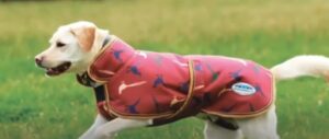 Dog Jackets bunning
