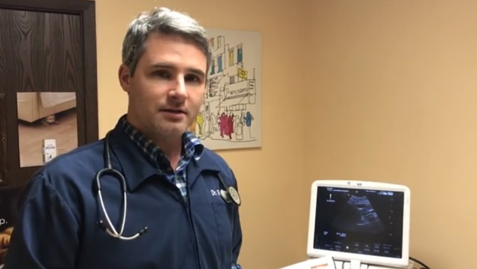 Ultrasound for Dogs photo