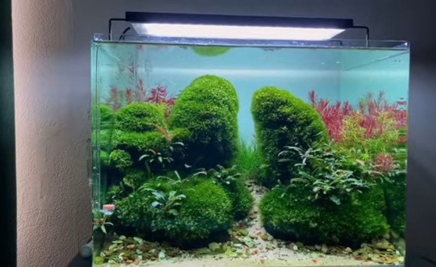 Aquarium mm2