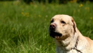 Labrador Retriever blanco