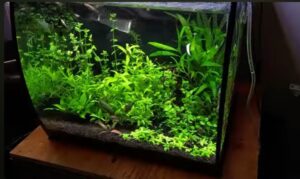 Aquascaping ideas saltwater