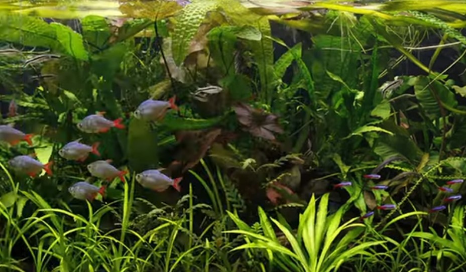 Aquascaping ideas pinterest