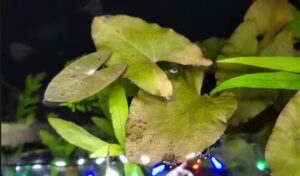 Aquascaping ideas simple