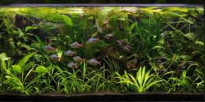 Aquascaping ideas reef