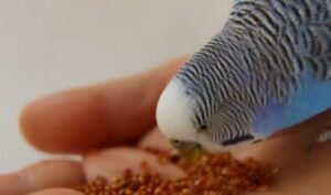 Bird diet types