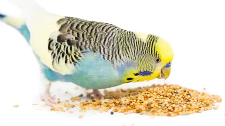 Bird diet meme