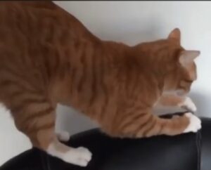 Cat scratching post