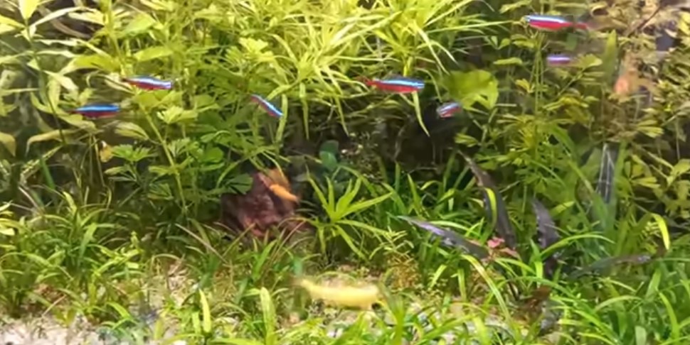 Clean Aquarium glass