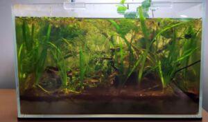 Clean Aquarium gravel
