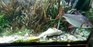 Clean Aquarium sand