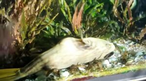 Clean Aquarium filter