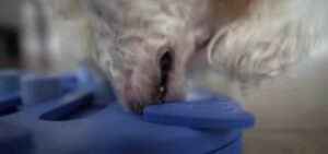 DIY dog toys fleece