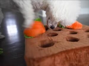 DIY dog toys rope