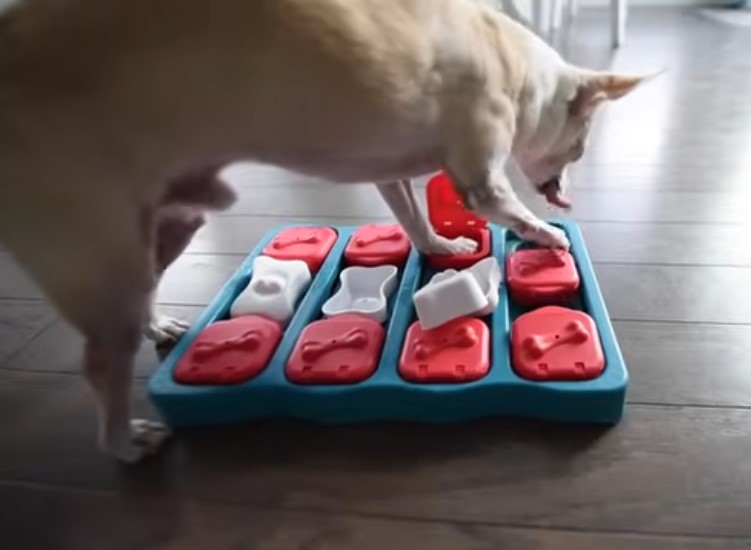 DIY dog toys with sock