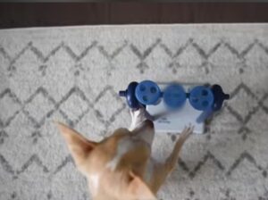 DIY dog toys easy