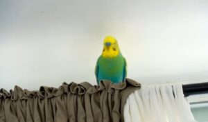tame a bird for sale