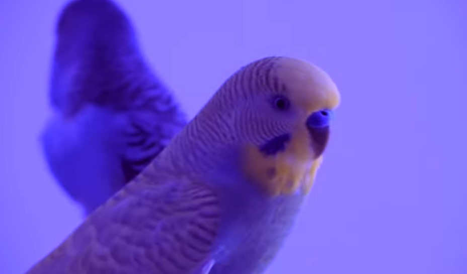 tame a bird minecraft