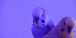 tame a bird sing