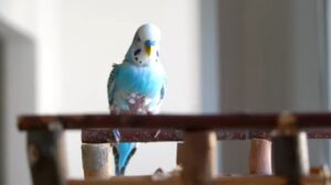 tame a bird ark