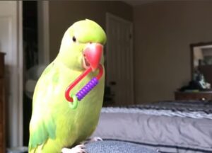 Bird talking toys