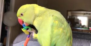 Bird talking app