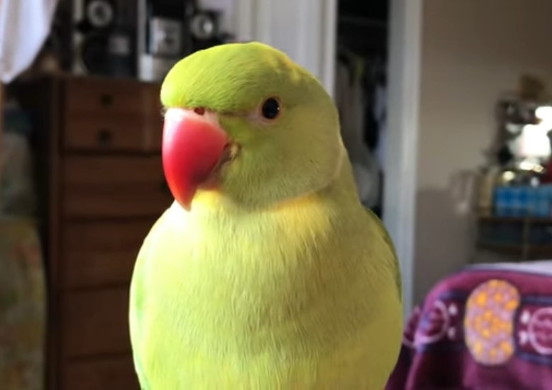 Bird talking videos