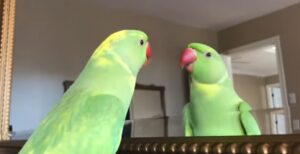 Bird talking meme