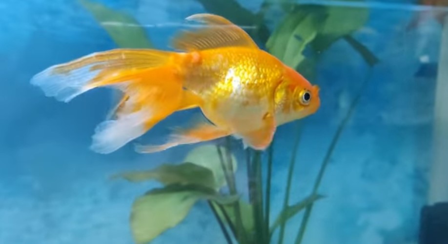 freshwater fish license