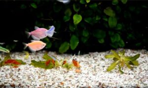 freshwater fish blend