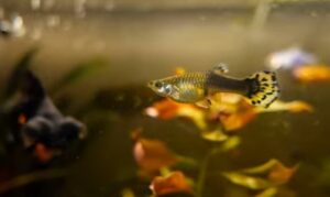 freshwater fish near me