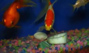 freshwater fish dst