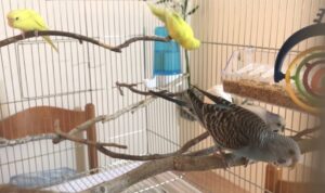 Parakeet bird