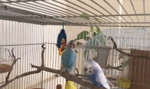 Parakeet cafe