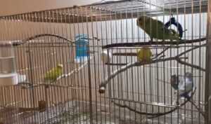 Parakeet london
