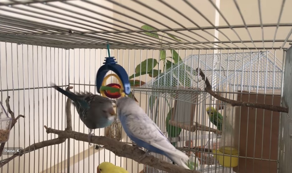 Parakeet ai